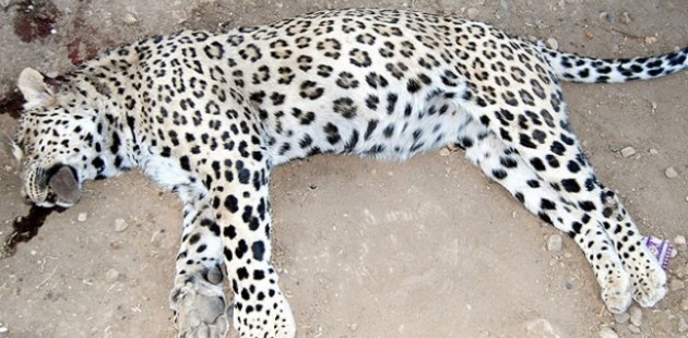 Diyarbakır'da öldürülen leopar için suç duyurusu