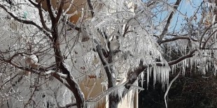 Kilis’te soğuktan ağaçlar da dondu