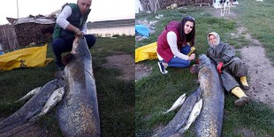 Gölette 2,5 metrelik yayın balığı yakaladı