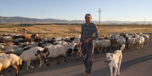 Muş’ta 4 bin TL ücretle çoban aranıyor