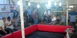 Horoz dövüşüne polis baskını: 28 gözaltı