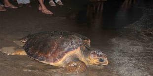 Tedavileri tamamlanan kaplumbağalar denize bırakıldı