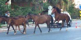 Atlar trafikte şahlanarak gidiyor