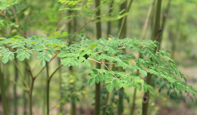 Moringa Nedir Ne Ise Yarar Kullananlar Ne Diyor Belge Com Tr Yeni Turkiye Nin Haber Sitesi
