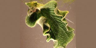 ABD’de fotosentez yapan deniz salyangozu keşfedildi