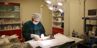 Yaralı bulunan tilkiye ameliyat