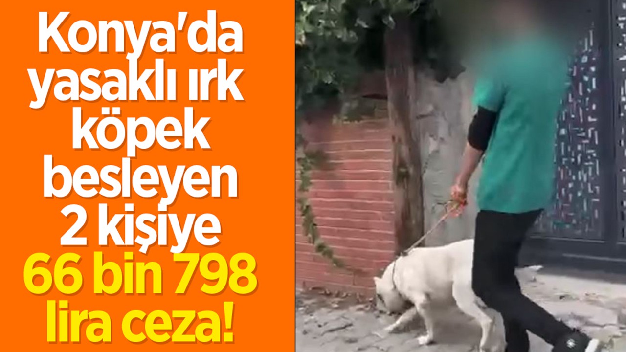 Konya’da yasaklı ırk köpek besleyenlere 66 bin 798 lira ceza