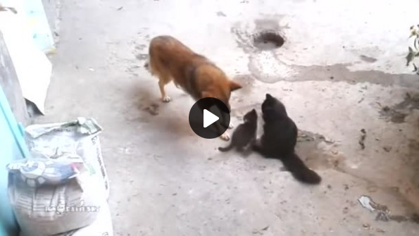 Yavrularını oyun oynaması için köpeğe emanet eden anne kedi