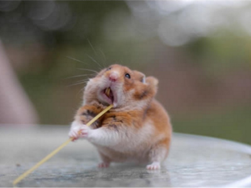 Hayvanların yemek yerken çekilmiş birbirinden komik fotoğrafları