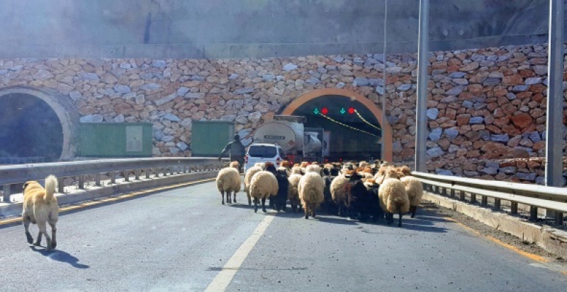 Koyun sürülerinin göç yolculuğu başladı