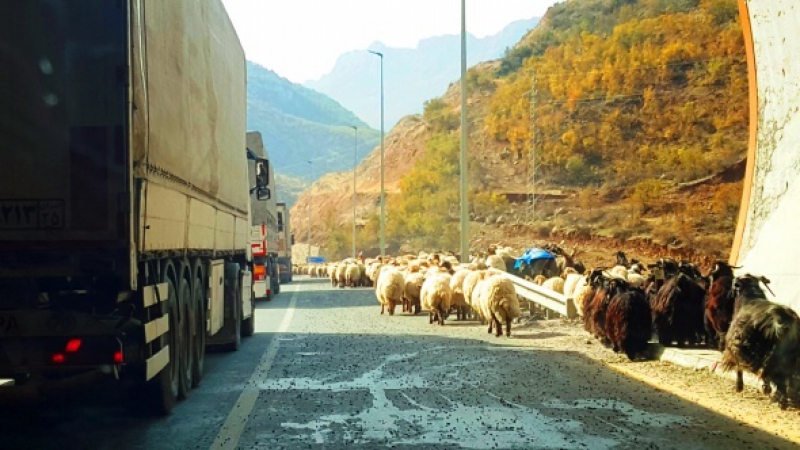 Koyun sürülerinin göç yolculuğu başladı