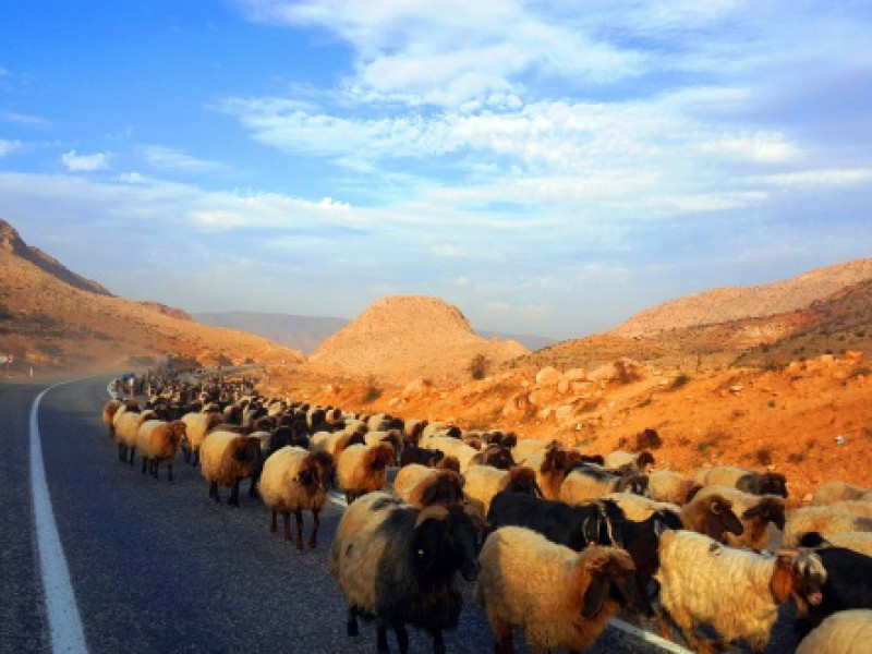 Koyun sürülerinin göç yolculuğu başladı