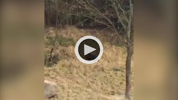 Kaplanları yakından görmek isteyince canından oldu