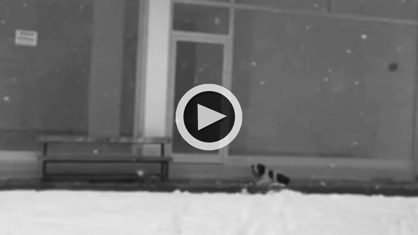 Montunu çıkartıp üşüyen köpeğin üzerine örttü