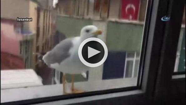 Karnım acıktı, açın pencereyi