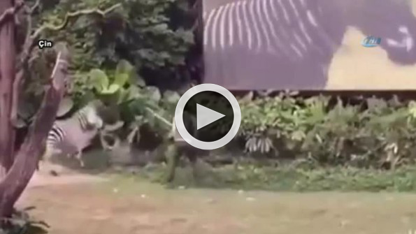 Zebra bakıcısına böyle saldırdı