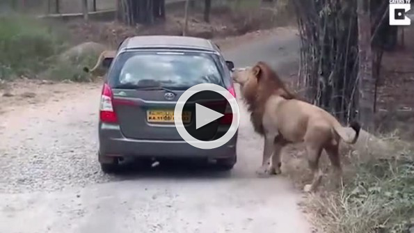 Safari arabasına aslan saldırdı