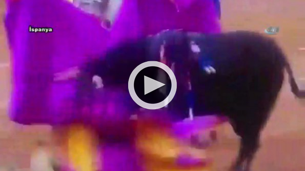 Kurban bu kez matador oldu