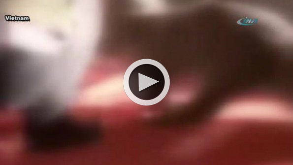 Timsah göstericinin kafasını böyle kaptı