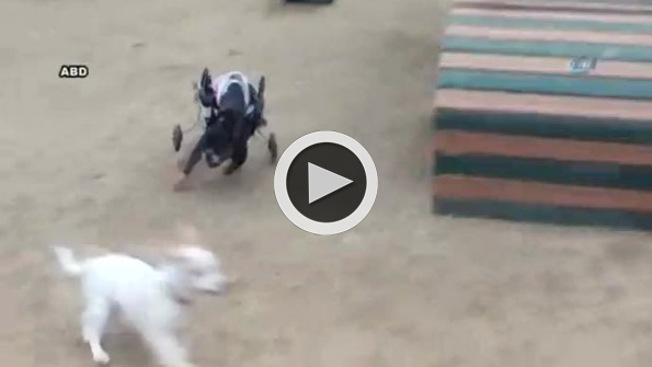 Felçli köpeğe ’tekerlekli’ çözüm
