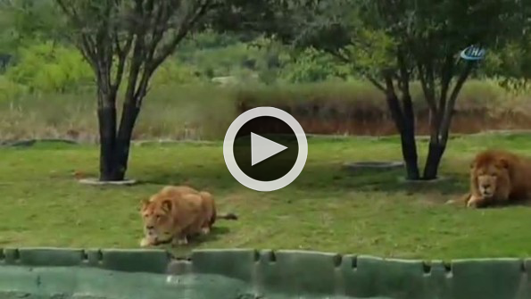 Safari turunda korku dolu dakikalar