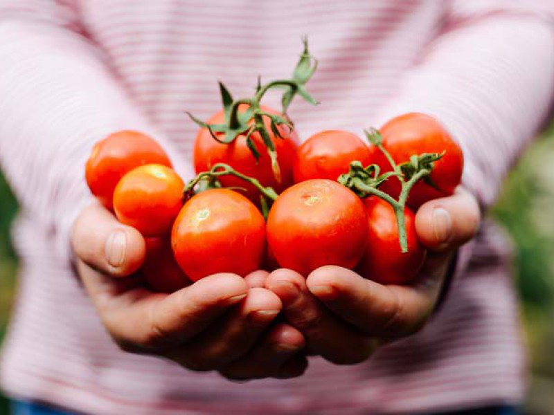 Domates dilimlerinden tekrar domates yetiştirmeye ne dersiniz?