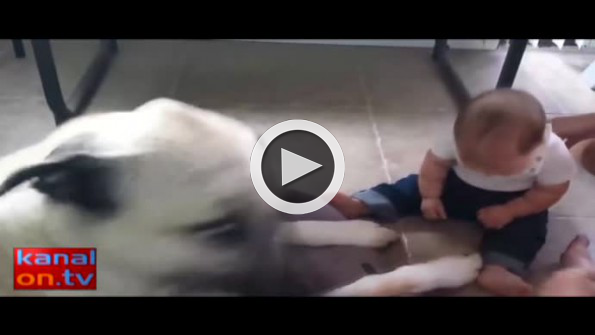 Kangal köpeği ile minik bebeğin gülümseten anı