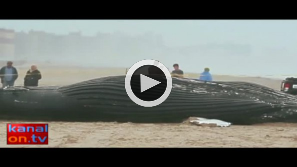 30 metrelik dev balina kıyıya vurdu