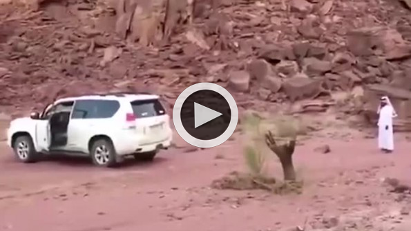 Araba ile ağacı kökünden sökmeye çalıştılar