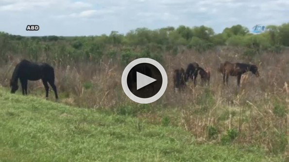 Atla timsahın nefes kesen mücadelesi