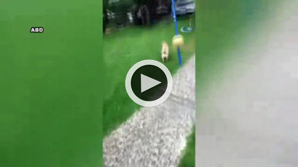 Kuşu uçurmak isterken köpeğe yem ettiler