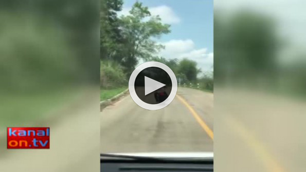 Yılan motosiklet sürücüsüne böyle saldırdı