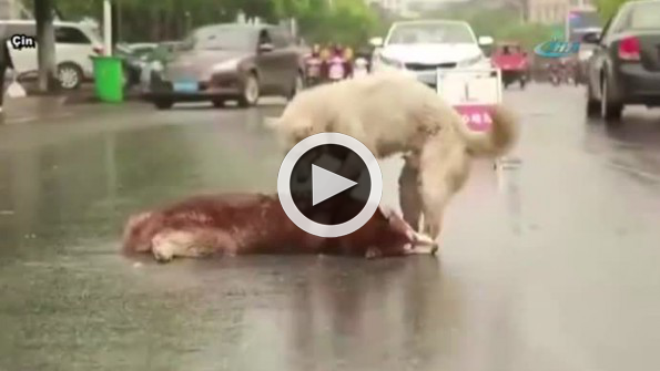 Bunun adı dostluk !