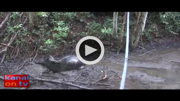 Bataklığa saplanan mandayı itfaiye kurtardı