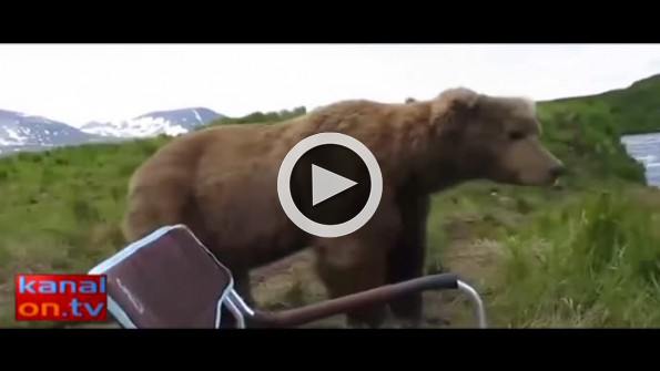 Ayı, belgeselcilerin çadırını bastı