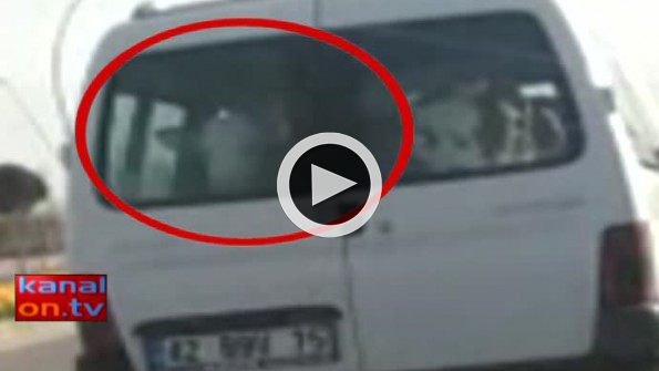 Konya’da ilginç görüntü! Arka koltukta dana var