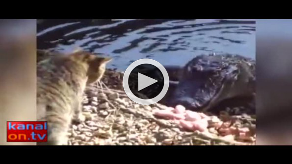 Timsahla kedinin yemek kavgası