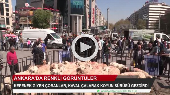 Kepenek giyen çobanlar, Ankara’da koyun sürüsü gezdirdi