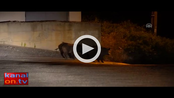 Aç kalan domuzlar şehre indi