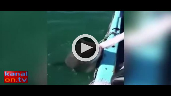 Avını kaptırmamak için köpek balığıyla kavga etti