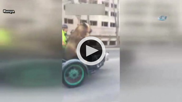 Trafikte ayı var !