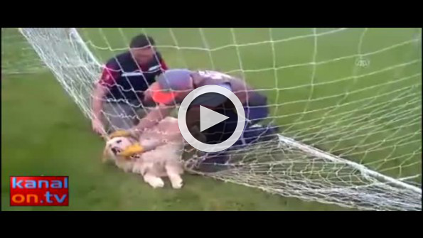 Filede mahsur kalan köpeği belediye ekipleri kurtardı