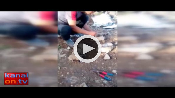 Kan donduran vahşet! Yavru köpeklerin kulaklarını kesti!