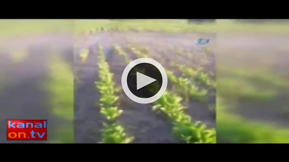 Sel suları çekilince tarlasında bulduğu şey sevince boğdu!
