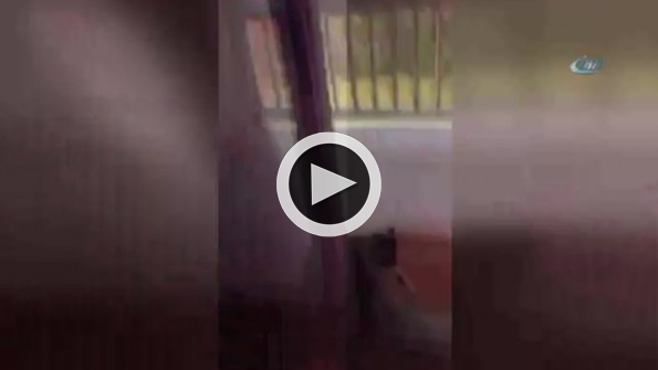 Kediye şimşek şoku !