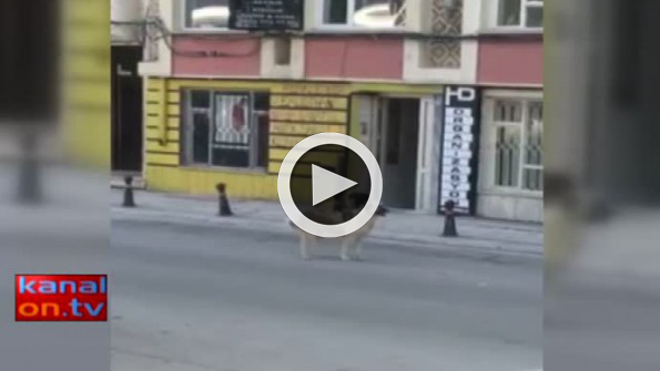 Köpeğe kafa tutan kedi! Görüntüler Konya’dan