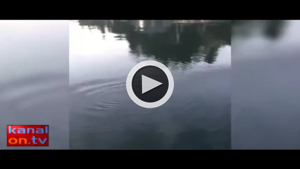 Elleriyle köpekbalığını yakaladı