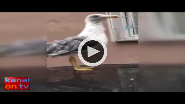 Dolu mağduru martıları vatandaşlar veterinere getirdi