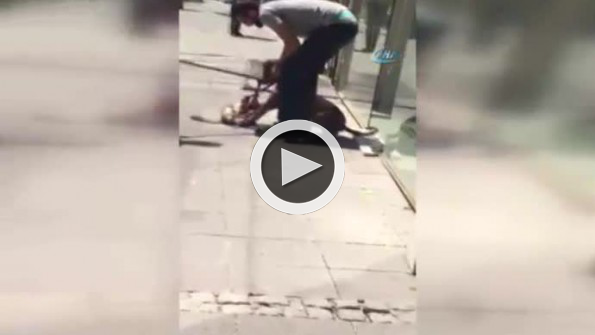 Pitbull dehşeti kamerada!