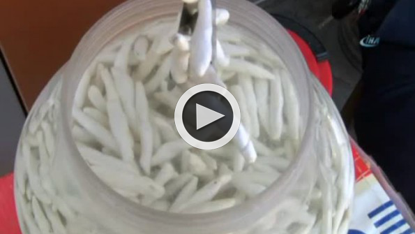 Bu sakızın kilosu 600 TL